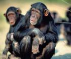 Şempanze katta oturan